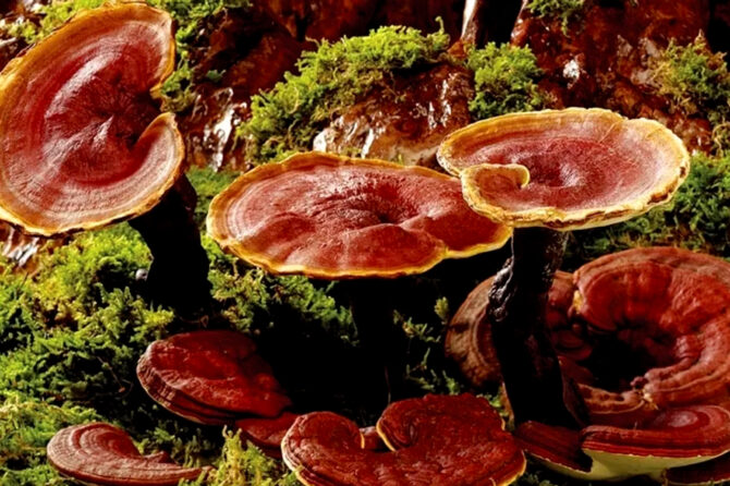 I funghi medicinali: un alleato prezioso per la salute e un vantaggio competitivo per i tuoi integratori